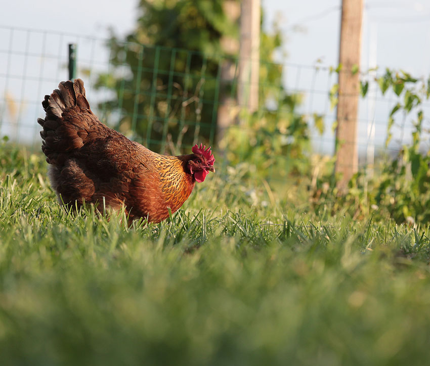 How Can You Tell If Your Chicken Has Worms Chicken Health Chickens 8960